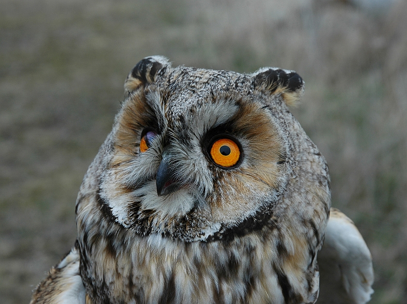 Long-eared Owl, Sundre 20060426